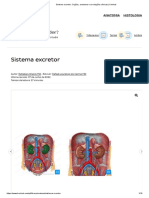 Sistema Excretor - Órgãos, Anatomia e Correlações Clínicas - Kenhub