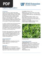 Frogfruit, Phyla Nodiflora: P. Nodiflora Is Tolerant of Many Soil Types and Moisture