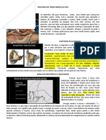 Fraturas Do Terço Médio Da Face