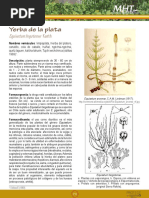 Yerba de La Plata: Equisetum Bogotense