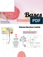 BASES NEUROANATOMOFISIOLOGICAS - Neurologia