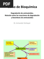 Degradacion y Transaminacion de Aa