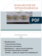 Principais Grupos de Fungos Fitopatogênicos Certo (2) (1) Aula 8