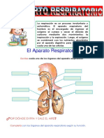 El Aparato Respiratorio