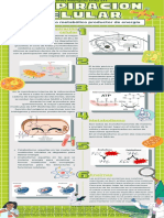 Respiración Celular Como Proceso Metabólico Productor de Energía