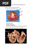 1er EXAMEN PARCIAL DE MORFOFISIOLOGÍA I GB