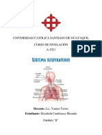 Sistema Respiratorio