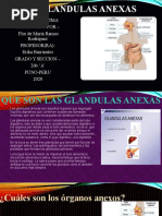 Glandulas Anexas