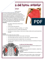 Musculos Del Torax Anterior