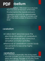 Cerebellum 