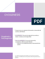 Ovogenesis y Foliculogenesis