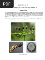 EQUISETOPHYTA