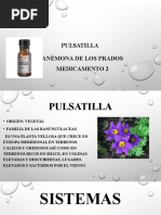 Pulsatilla