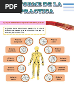 Arterias Pulsos