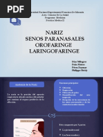 Seminario Nariz, Senos Paranasales