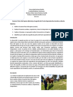 Examen Fisico Del Equino Y Ecografia