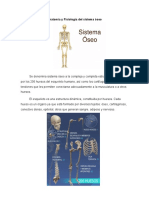 Anatomía y Fisiología Del Sistema Óseo