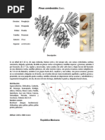 Pinus Cembroides Zucc