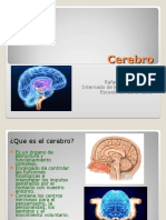 Cerebro Sol de La Reina