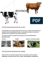 BOVINO4