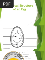 Physical Structure of An Egg Grade 10