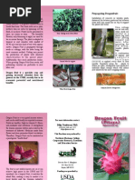 Brochure Dragon Fruit Web