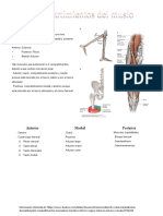 Compartimientos Del Muslo