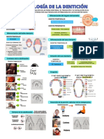 Info Cronología de La Dentición