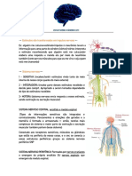 Neuronios e Sistema Nervoso