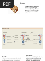 Encefalo, Tronco y Ganglios Basales