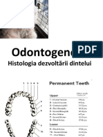 Dezvoltarea Dintelui 1 2020-2021