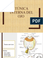 Tunica Interna Del Ojo