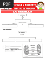 La Semilla para Tercero de Primaria