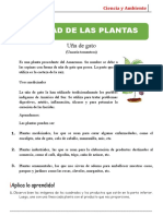 Utilidad de Las Plantas para Segundo Grado de Primaria