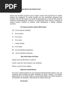 Anatomía y Fisiología Básica Del Sistema Óseo y Reflexologia