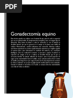 Gonadectomia Equino