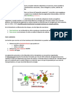 Las Fases Luminosas de La Fotosintesis.