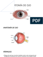 Anatomía de Ojo