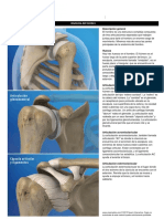 Anatomia Del Hombro