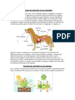 Función de Nutrición y Sus Proceso