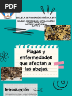 Enfermedades de Las Abejas