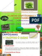 Floripestrabajodecritogamasyfanerogamas 140712142251 Phpapp02