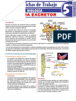 Sistema Excretor para Quinto Grado de Secundaria