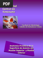 Anatomía Protética