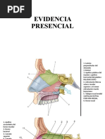 Evidencia Fosas y Nasaofaringe Evidencias Paula Granados