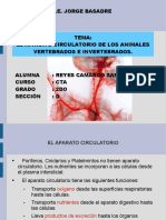 Sistema Circulatorio en Vertebrado e Invertebrados