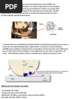 Segunda Parte Teoria Fab