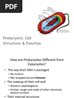 Prokaryotic Cell