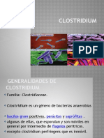 Clostridium