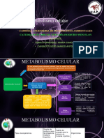 Metabolismo Celular